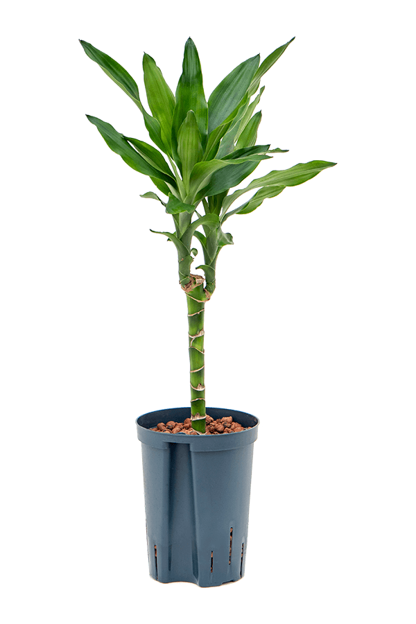 Wasserpflanze Dracaena Fragrans Burundii
