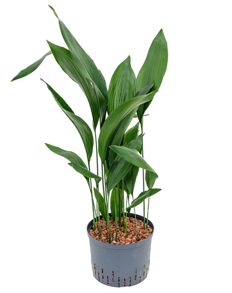Wasserpflanze Aspidistra