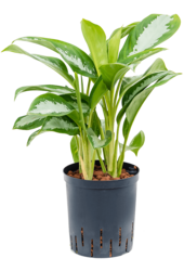 Wasserpflanze Aglaonema Silbermond