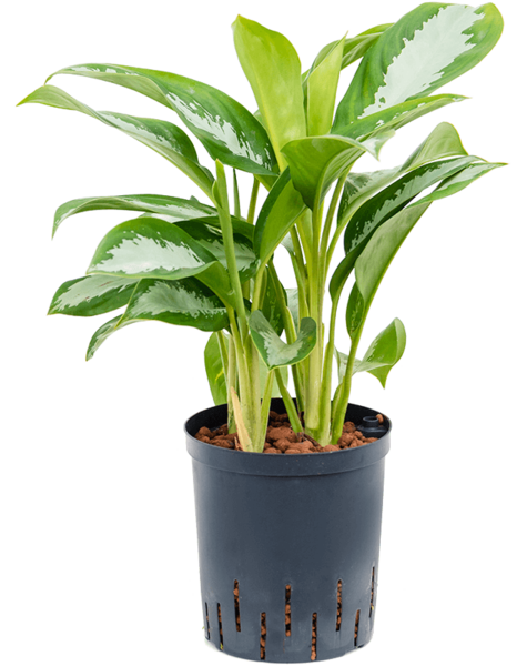 Wasserpflanze Aglaonema