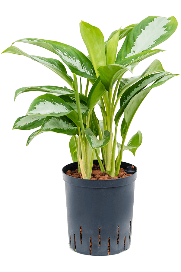 Wasserpflanze Aglaonema Silbermond