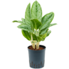 Wasserpflanze Aglaonema Cintho Queen