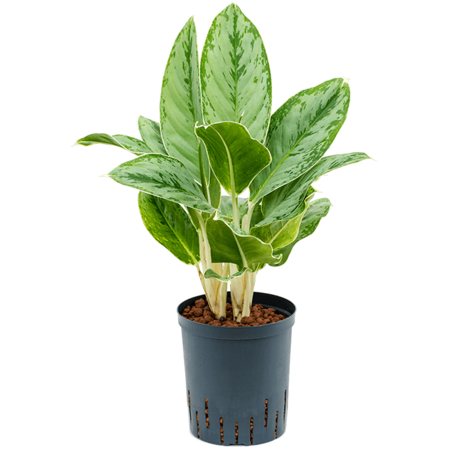 Wasserpflanze Aglaonema Cintho Queen