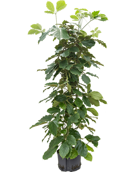 Wasserpflanze Tetrastigma