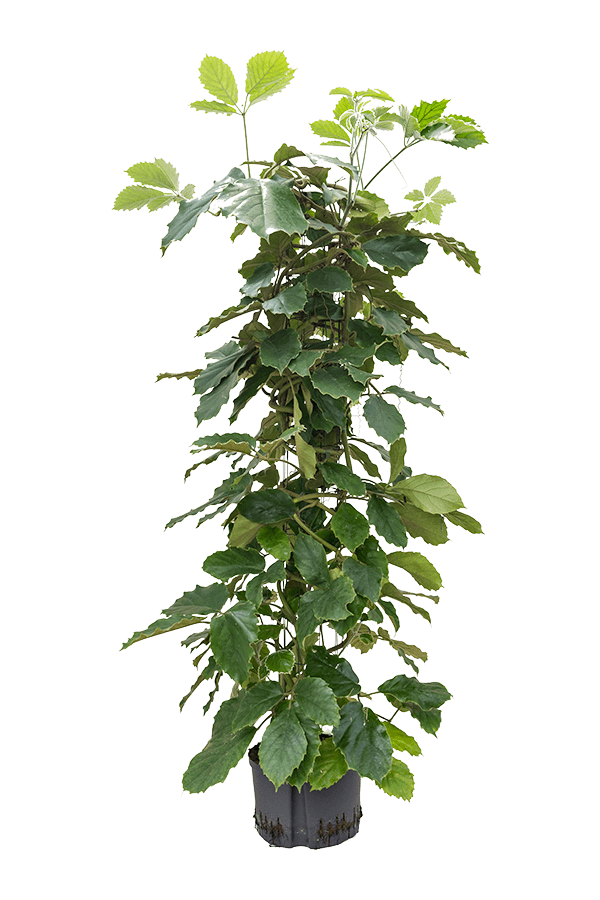 Wasserpflanze Tetrastigma Voinierianum