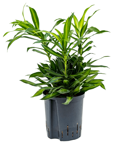 Hydroplantat Pleomele