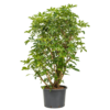 Wasserpflanze Schefflera Arboricola Compacta