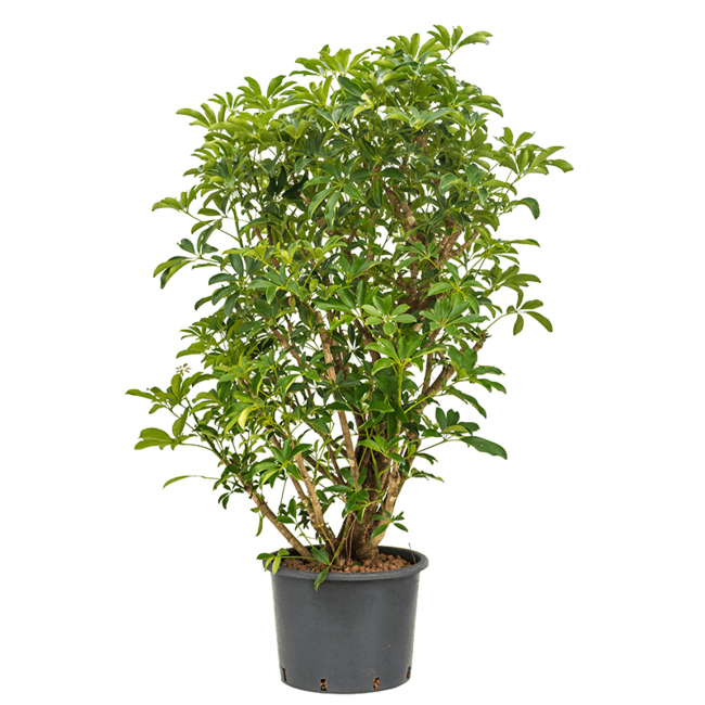 Wasserpflanze Schefflera Arboricola Compacta