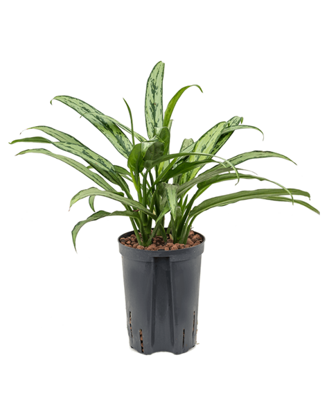 Wasserpflanze Aglaonema