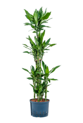 Wasserpflanze Dracaena Fragrans Burundii
