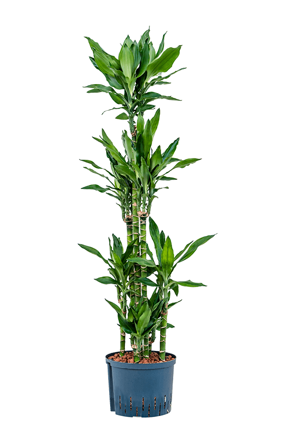 Wasserpflanze Dracaena Fragrans Burundii