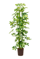 Wasserkraftwerk Schefflera Arboricola Gold Capella