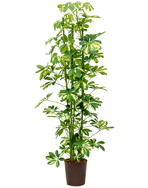 Wasserkraftwerk Schefflera