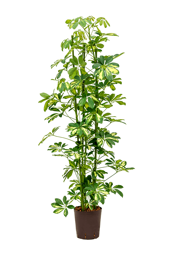 Wasserkraftwerk Schefflera Arboricola Gold Capella