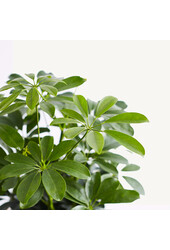 Wasserkraftwerk Schefflera Arboricola Gold Capella
