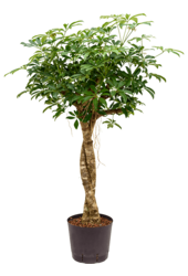 Wasserpflanze Schefflera Arboricola Compacta