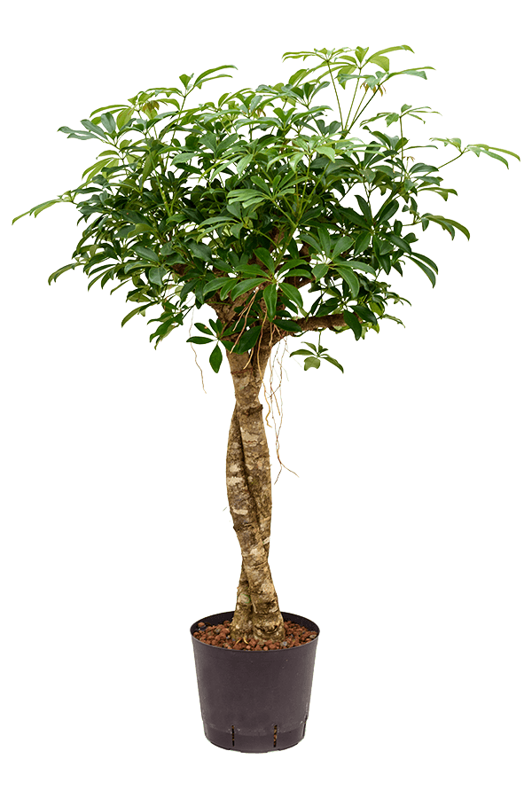 Wasserpflanze Schefflera Arboricola Compacta