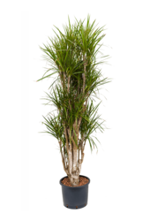 Wasserpflanze Dracaena Marginata