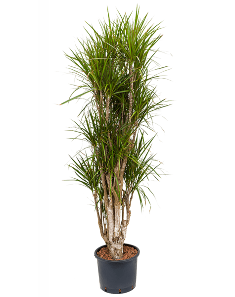 Wasserpflanze Dracaena