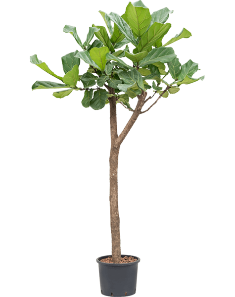 Wasserpflanze Ficus