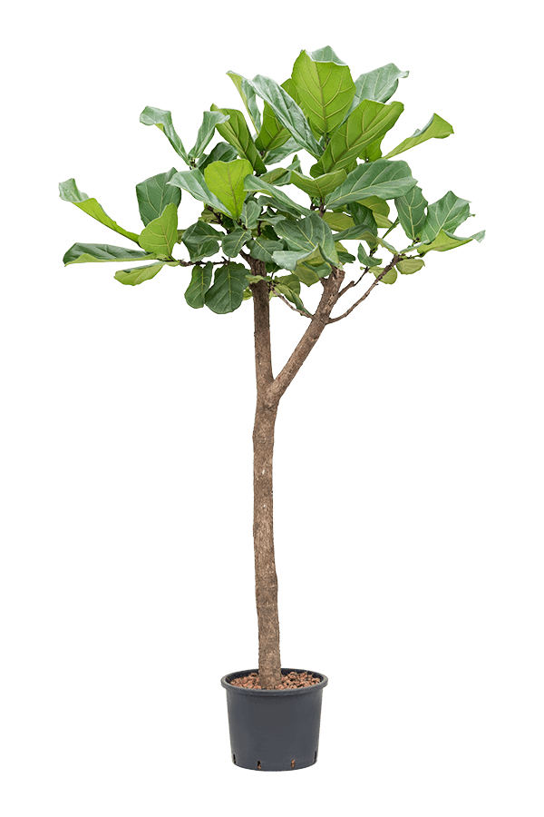 Wasserpflanze Ficus Lyrata