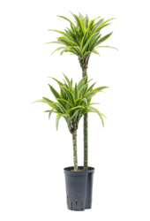 Wasserpflanze Dracaena Fragrans Zitrone-Limette