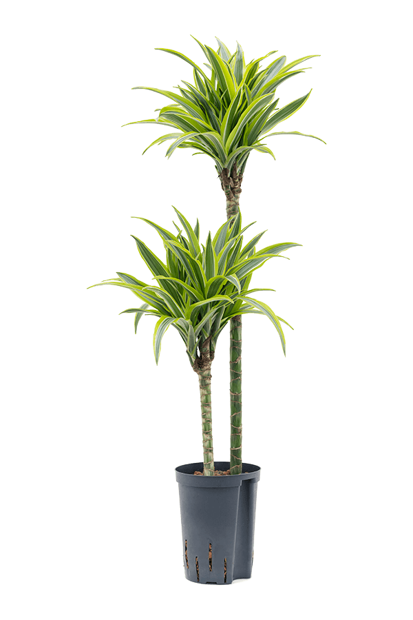 Wasserpflanze Dracaena Fragrans Zitrone-Limette