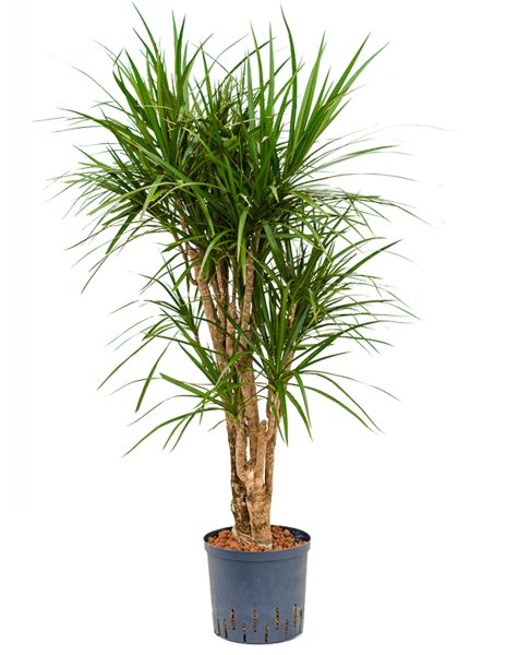 Wasserpflanze Dracaena