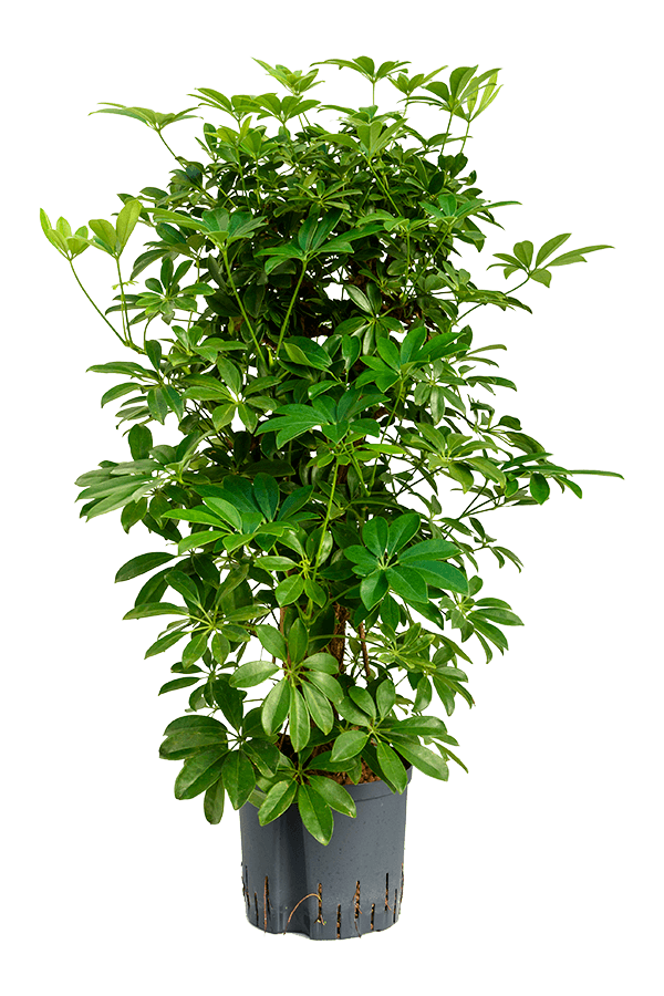Wasserpflanze Schefflera Arboricola Compacta