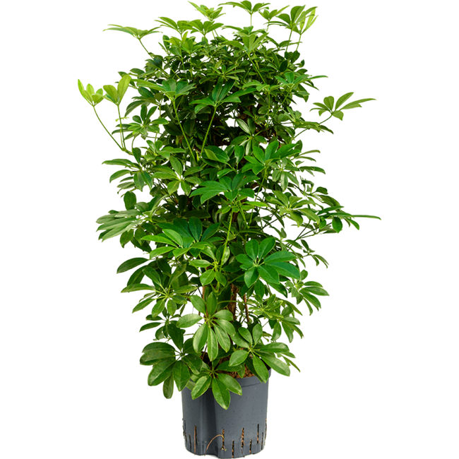 Wasserpflanze Schefflera Arboricola Compacta