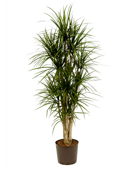 Wasserpflanze Dracaena