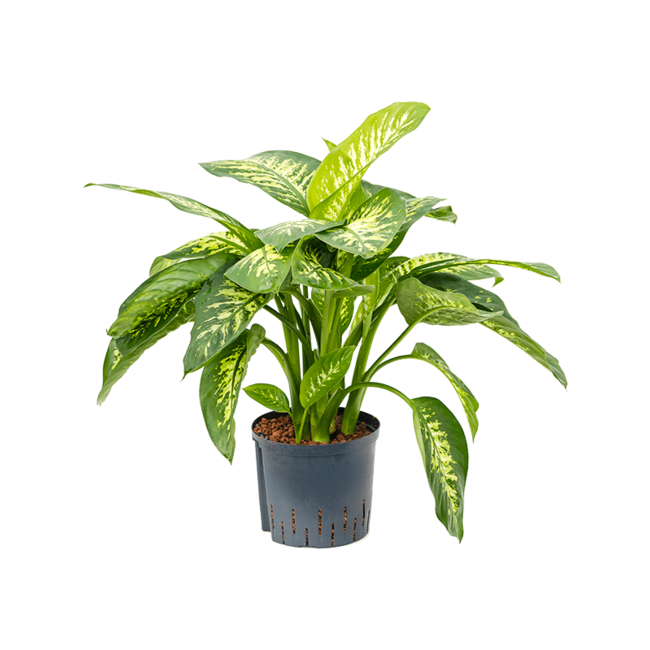 Wasserpflanze Dieffenbachia Seguine Reeva