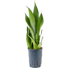 Wasserpflanze Sansevieria