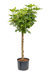 Wasserkraftwerk Schefflera Arboricola Gold Capella