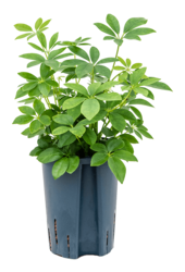 Wasserpflanze Schefflera Arboricola Compacta