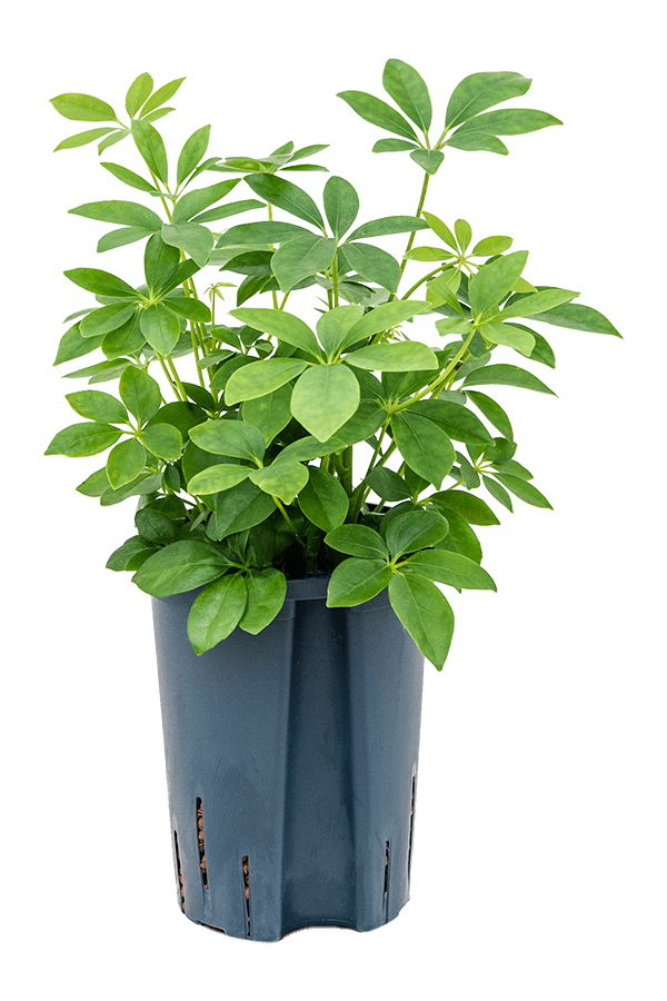 Wasserpflanze Schefflera Arboricola Compacta