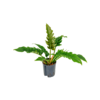 Wasserpflanze Philodendron Schmal