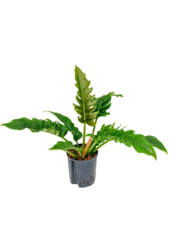 Wasserpflanze Philodendron Schmal