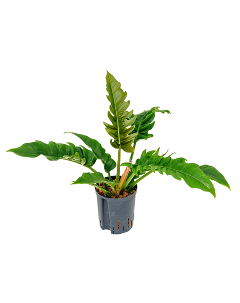 Wasserpflanze Philodendron