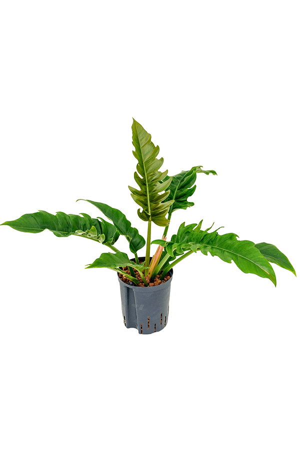 Wasserpflanze Philodendron Schmal