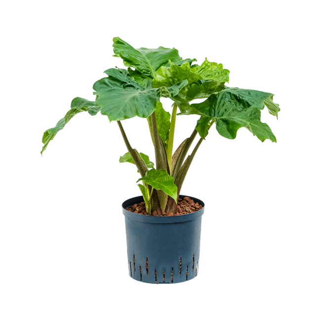 Wasserpflanze Alocasia Low Rider