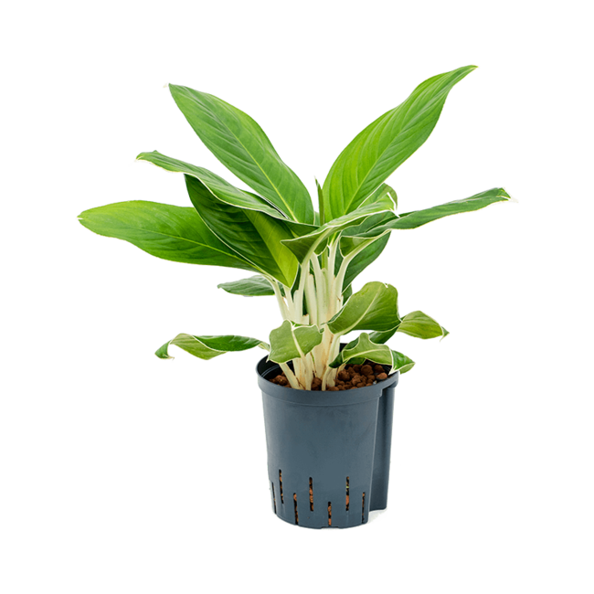 Wasserpflanze Aglaonema Cintho King