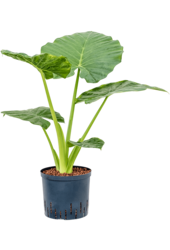 Wasserpflanze Alocasia Macrorrhizos