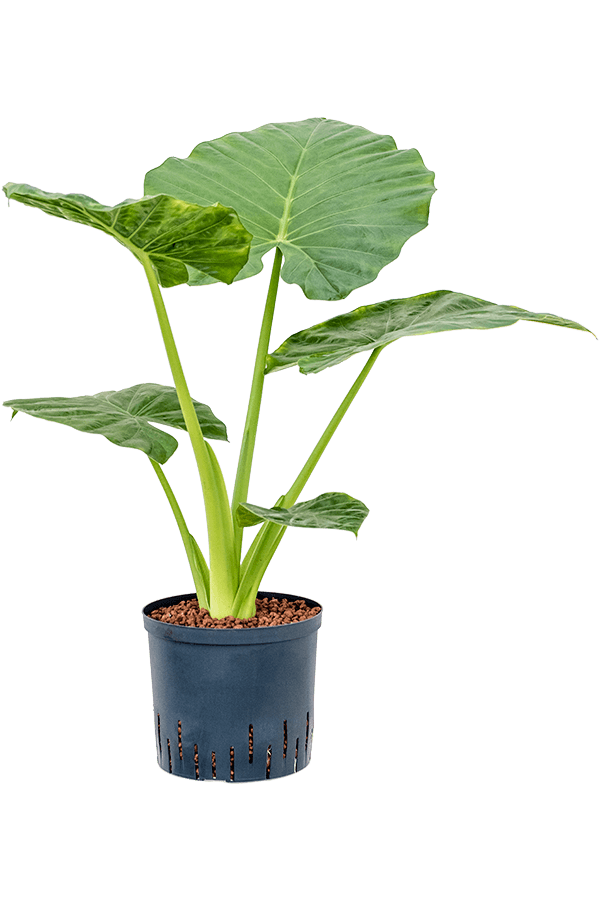 Wasserpflanze Alocasia Macrorrhizos