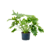 Wasserkraftwerk Philodendron Selloum