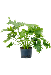 Wasserkraftwerk Philodendron Selloum