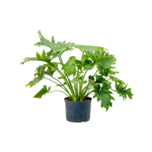 Wasserpflanze Philodendron