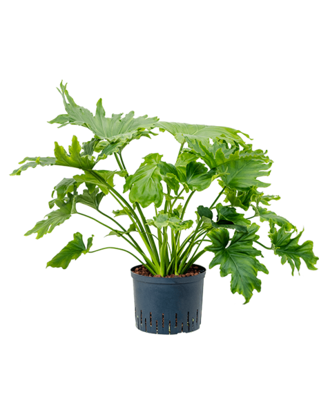Wasserpflanze Philodendron