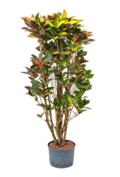 Wasserpflanze Croton (Codiaeum) Variegatum Mrs. Iceton