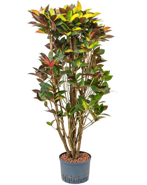 Hydroplant Croton